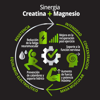 Holo Creatina Monohidrato + Magnesio 30 sobres 